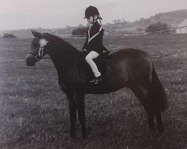 horse Heaton Oscar (Welsh-Pony (Section B), 1985, from Shimpling Oscar)