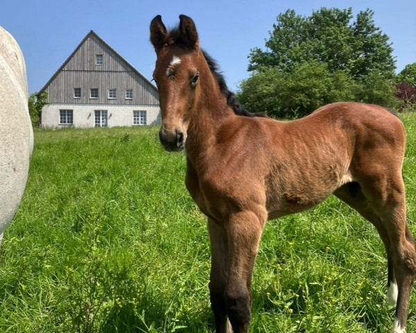 horse TO BE Happy (Oldenburg show jumper, 2023, from Toucento)