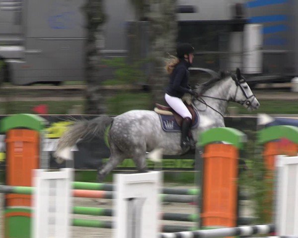 Reitturnier Westergellersen 2024