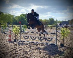 jumper Semper Fi B (Hanoverian, 2008, from Stenograph)