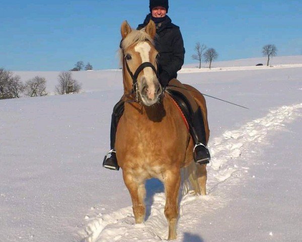 broodmare Melli (Edelbluthaflinger, 2000, from Sterzinger (12,5% ox))