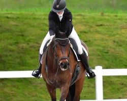 dressage horse Flashdance RR CH (Swiss Warmblood, 2011, from Flatrate)