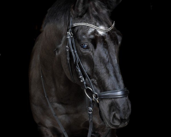 broodmare Donatella IV (Oldenburg, 2005, from Don Primero)