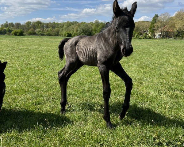 horse Contenance Mademoiselle W (Westphalian, 2022, from Cadeau Noir)
