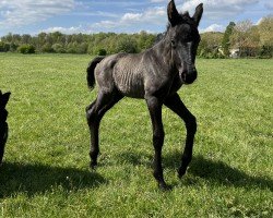 horse Contenance Mademoiselle W (Westphalian, 2022, from Cadeau Noir)
