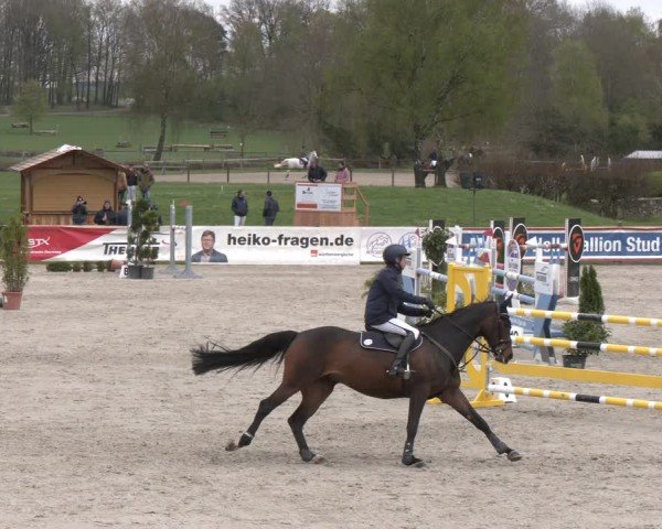 Reitturnier Westergellersen 2024