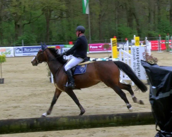 Reitturnier Rhede 2024