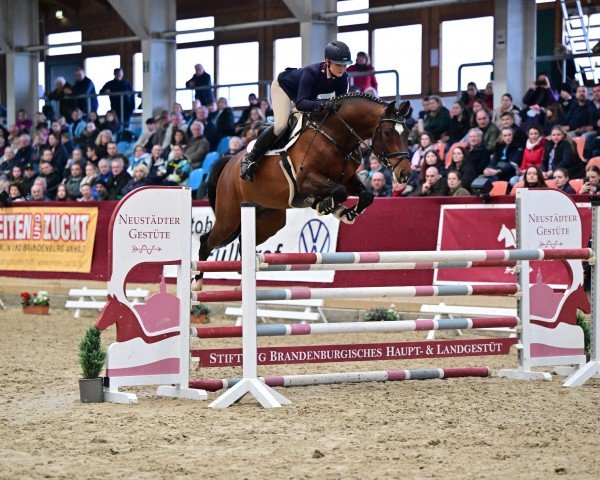 stallion Cape Calidus (Holsteiner, 2019, from Casall Ask)
