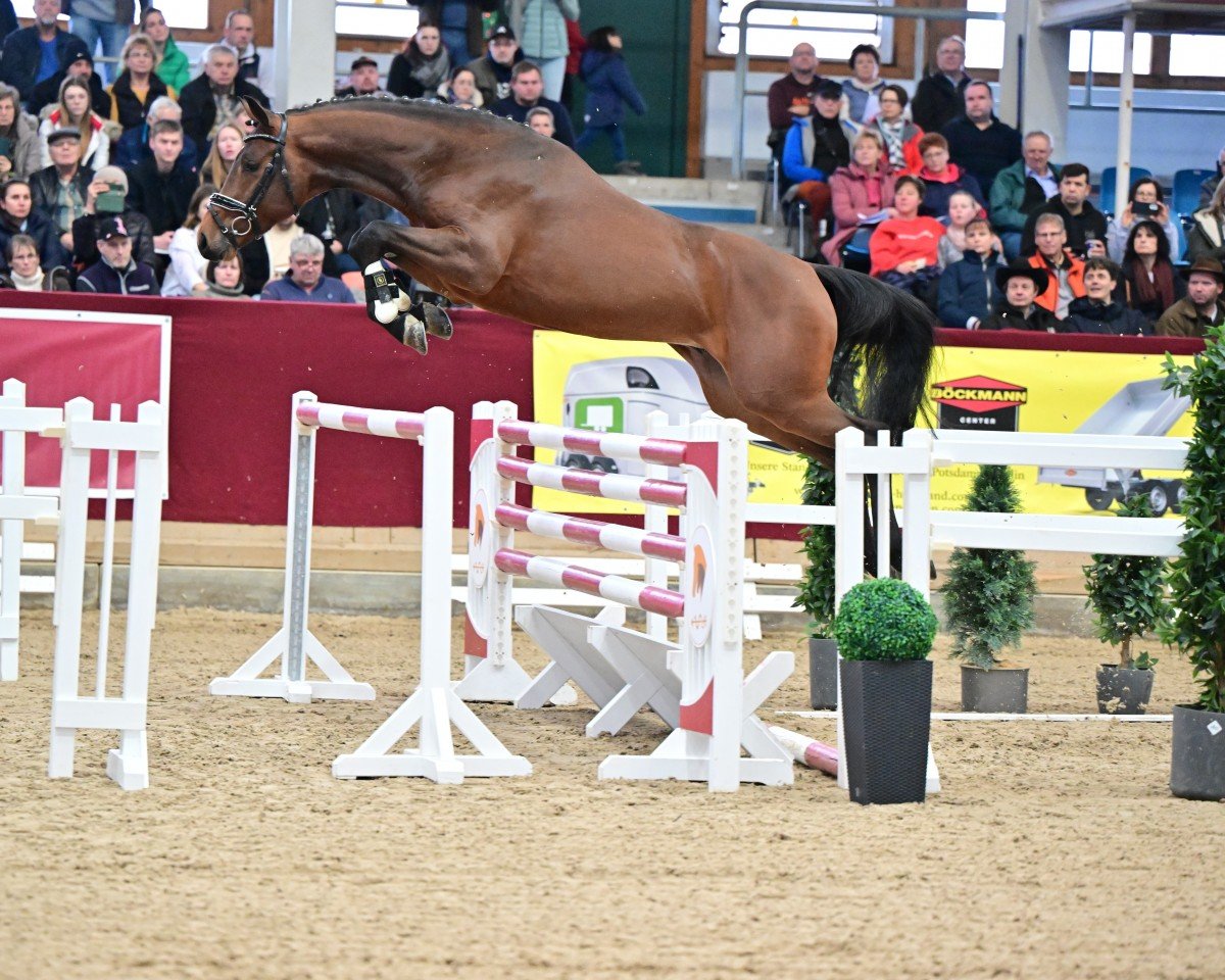 stallion Carassino (Holsteiner, 2021, from Charaktervoll Hv)
