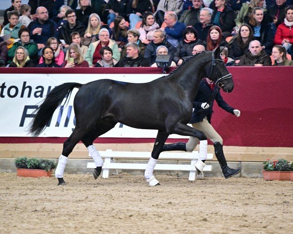 Deckhengst Great Gatsby (Deutsches Sportpferd, 2021, von Global Player OLD)