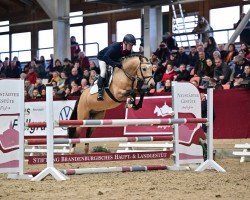 stallion Neonlight (German Riding Pony, 2019, from Nacromancer inthe dark)
