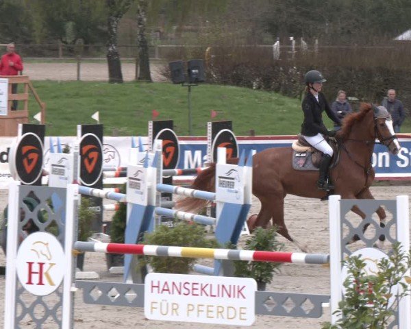 Reitturnier Westergellersen 2024