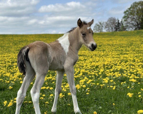 Pferd Oberhambergs Belladonna (Deutsches Reitpony, 2024, von FS Pontiac)