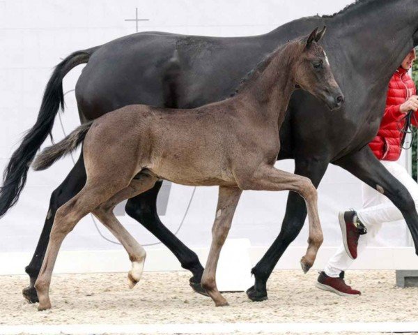 horse Glamour Star (Westphalian, 2023, from Glamourdale)
