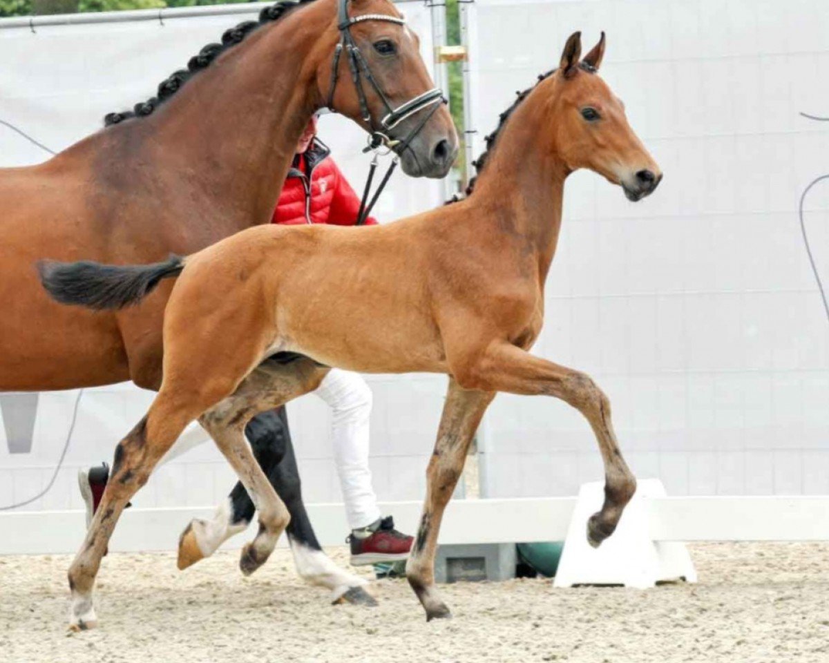 horse My Dream (Westphalian, 2023, from Morricone)