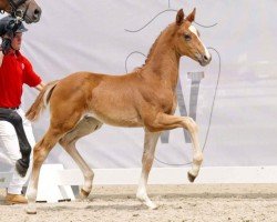 horse Sir Simon (Westphalian, 2023, from Secret)