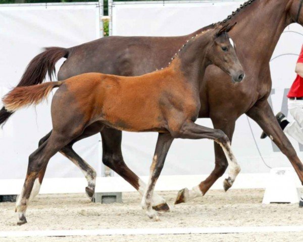 horse Deluxe (Westphalian, 2023, from Dynamic Dream)