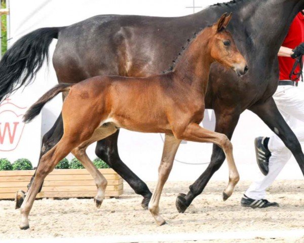 horse Stute von Kjento / Lord Loxley (Westphalian, 2023, from Kjento)