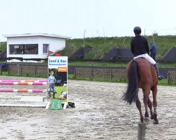 Reitturnier Breiholz "Am Moltkestein" 2024