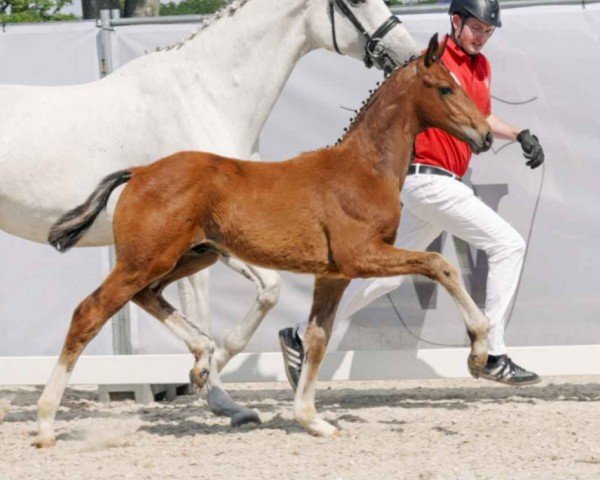 horse Venga Boy (Westphalian, 2023, from Viva Vitalis 2)