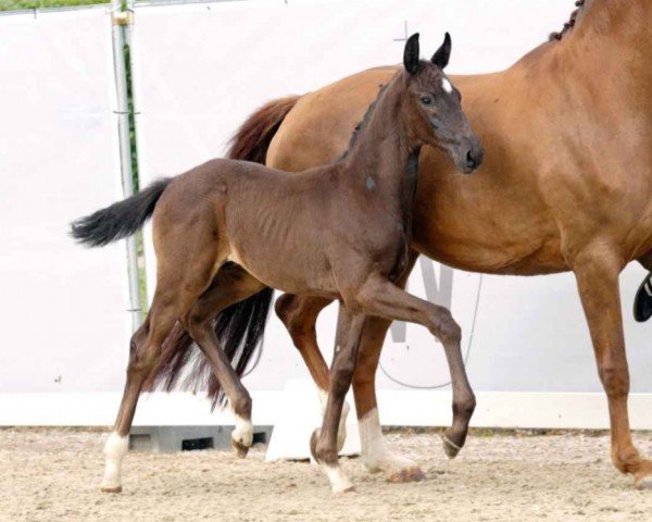 horse Visionär (Westphalian, 2023, from Vision)
