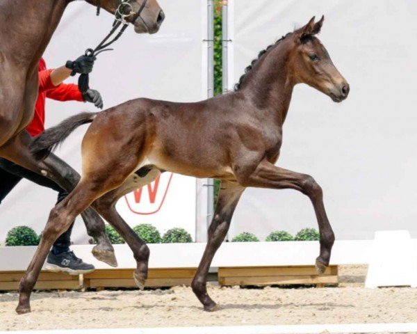 Pferd Hengst von Donier / Jovian (Westfale, 2023, von Donier)