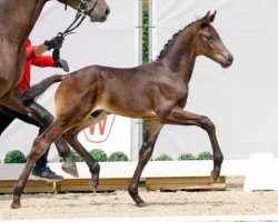 Pferd Hengst von Donier / Jovian (Westfale, 2023, von Donier)