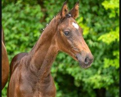horse Save the King (Westphalian, 2023, from Secret)