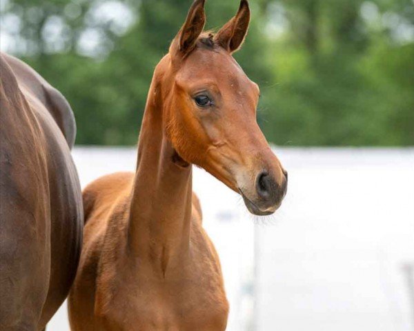 horse Funkenperle (Westphalian, 2023, from Franklin)