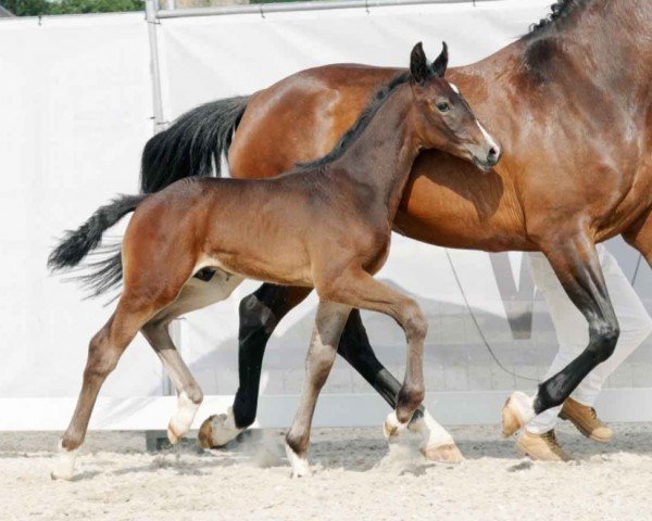 horse Disco Boy (Westphalian, 2023, from Diamantenglanz)