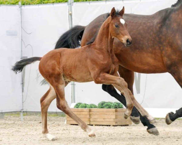 horse Ein kleiner Earl (Westphalian, 2023, from Escaneno)