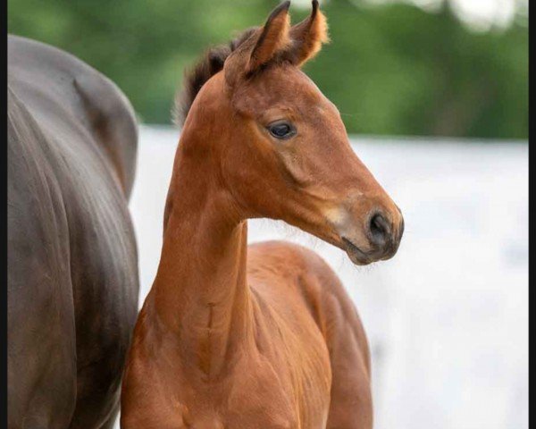 horse Fynchaya (Westphalian, 2023, from Fynch Hatton)