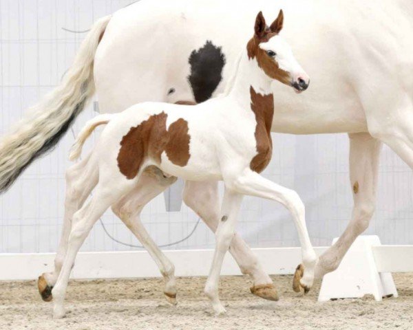 horse Top Extra Bunt (Westphalian, 2023, from Escaneno)