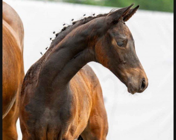 horse Foxi (Westphalian, 2023, from Franziskus FRH)