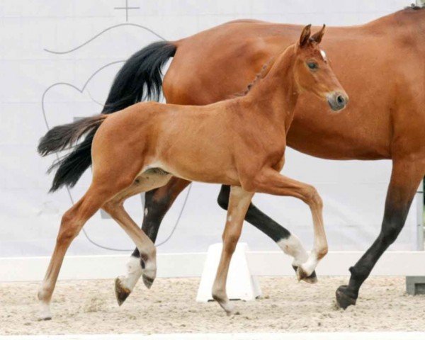 horse Fairytale (Westphalian, 2023, from Fanegro)