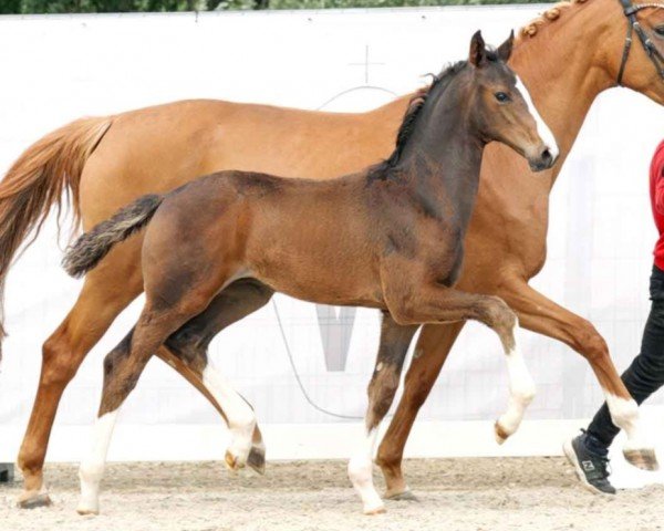 Pferd Vom Feinsten (Westfale, 2023, von Valdiviani)