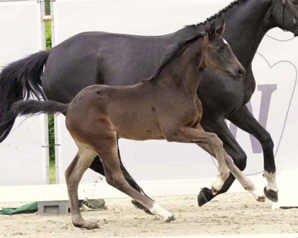 horse Dalajlama (Westphalian, 2023, from Diamantenglanz)