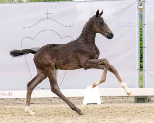 Pferd Dark Dancer (Westfale, 2023, von Despacito 16)