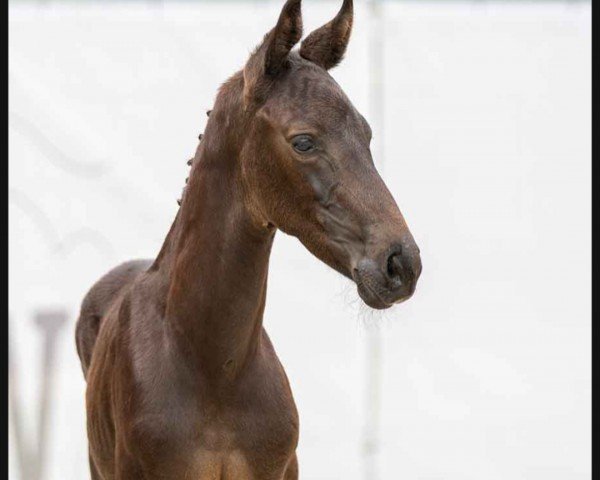 Pferd Dolce Gusto (Westfale, 2023, von Glock's Dream Boy)