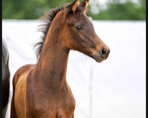 horse Hengst von Dynamic Dream / Fürstenball (Westphalian, 2023, from Dynamic Dream)