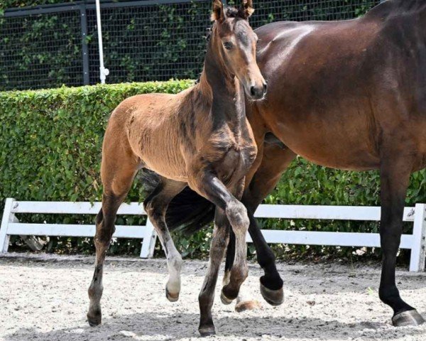 Pferd Einstein (Westfale, 2023, von Extra Gold)