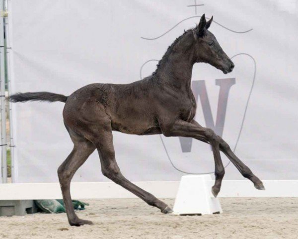 horse Zaahi (Westphalian, 2023, from Blue Hors Zackerey)
