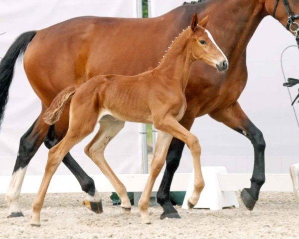horse Secrets Gold (Westphalian, 2023, from Secret)