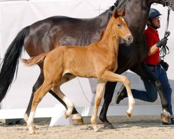 stallion Total Glam (Westphalian, 2023, from Total Diamond PS)