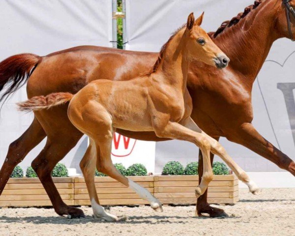 Pferd Vinnetou (Westfale, 2023, von Vitalis)