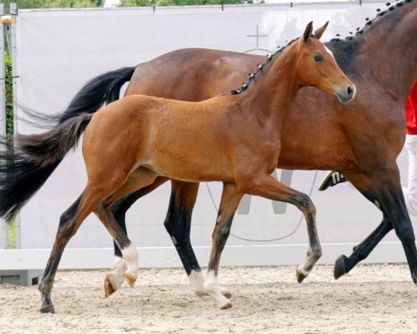 horse Zuckerpuppe J (Westphalian, 2023, from Zoom)