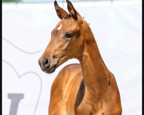 horse Dana (Westphalian, 2023, from Dynamic Dream)