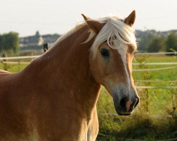 horse Novell (2,34% ox) (Edelbluthaflinger, 2001, from Nebos I (3,125% ox)) horse Novell (2,34% ox) (Edelbluthaflinger, 2001, from Nebos I (3,125% ox))