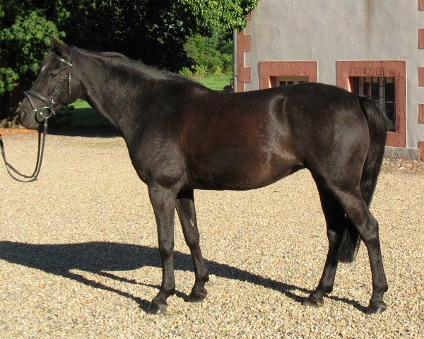 broodmare Up and Away (German Riding Pony, 1998, from Uckermärker)