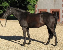 broodmare Up and Away (German Riding Pony, 1998, from Uckermärker)